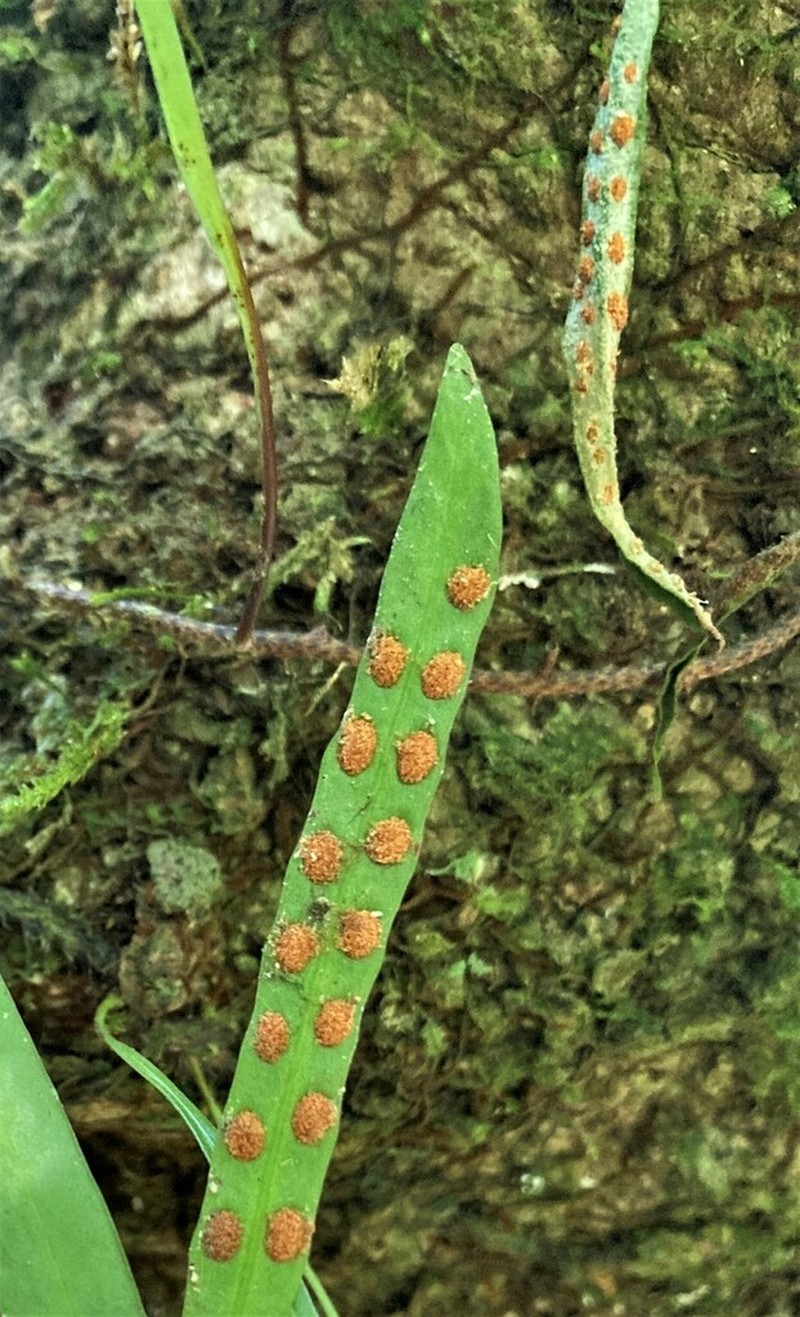 Grammitis stenophylla photo 4