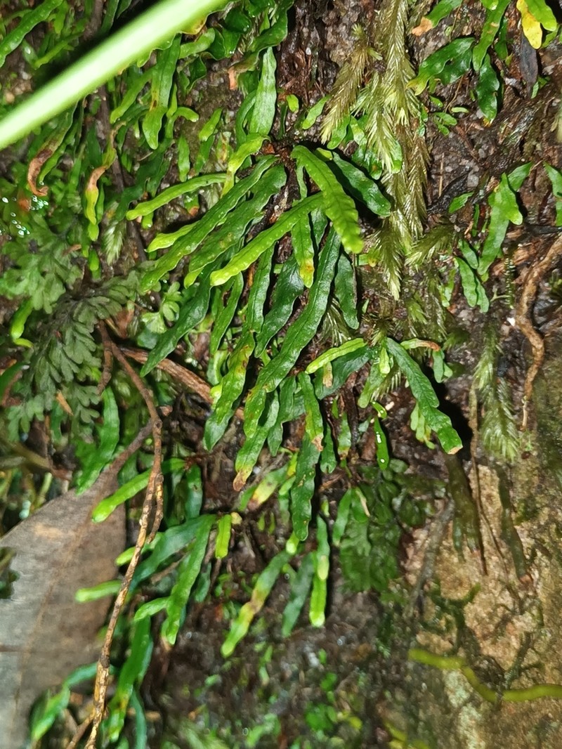 Grammitis stenophylla photo 5