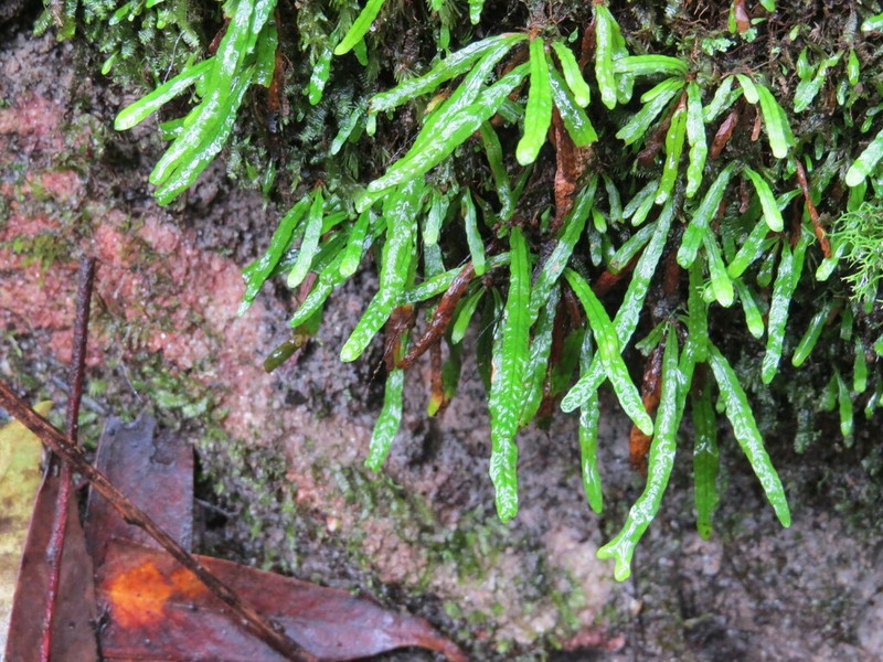 Grammitis stenophylla photo 6