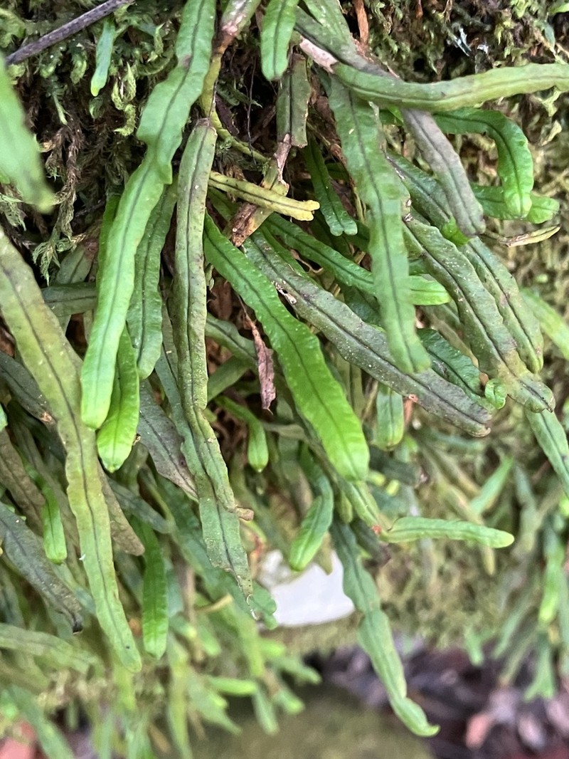 Grammitis stenophylla photo 7