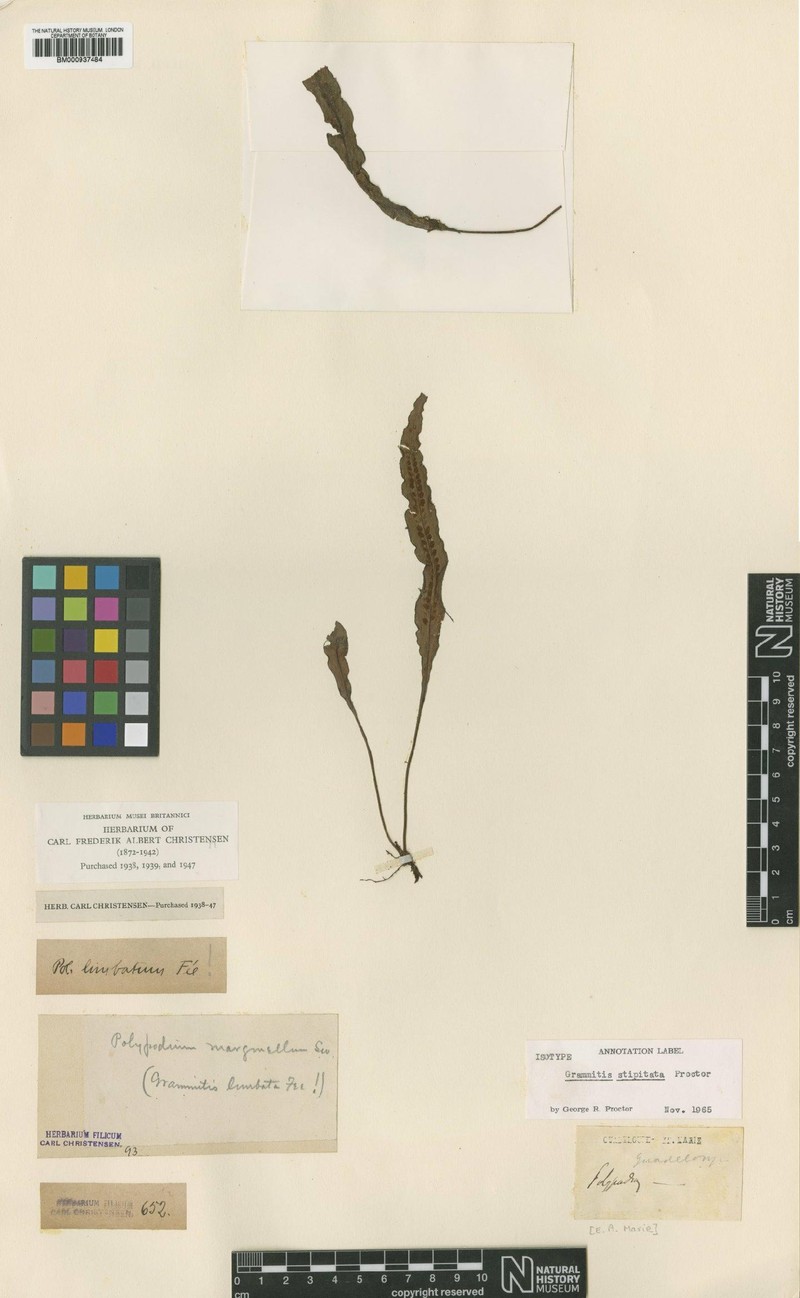 Grammitis stipitata