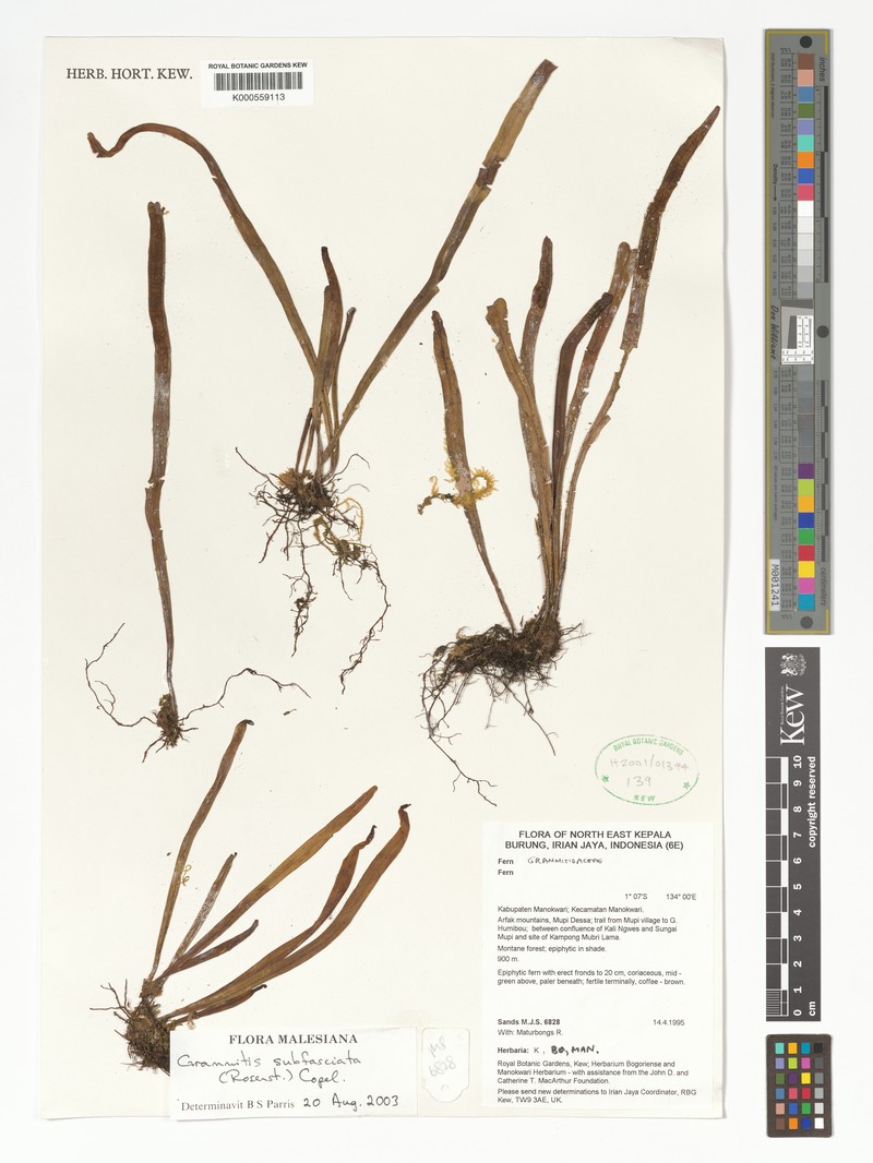 Grammitis subfasciata