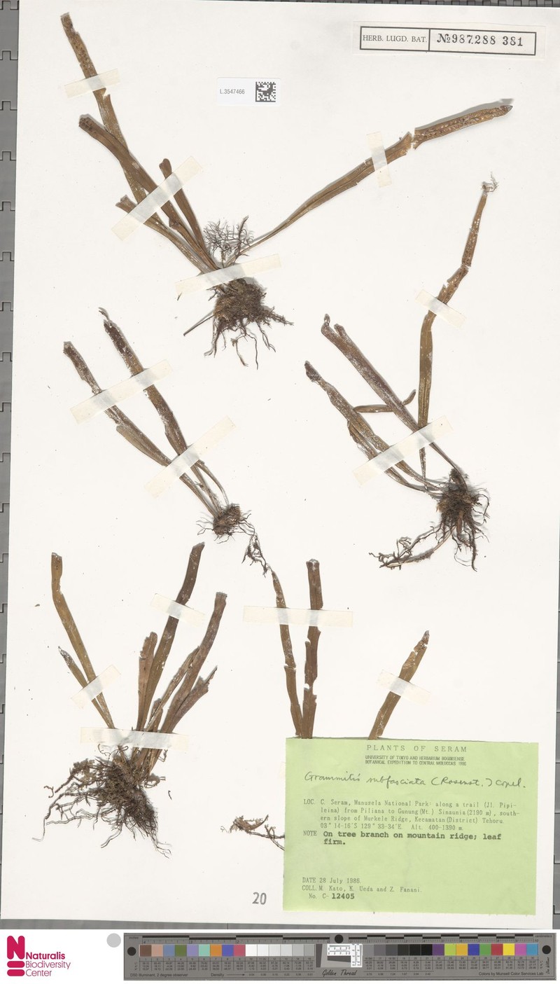 Grammitis subfasciata photo 2