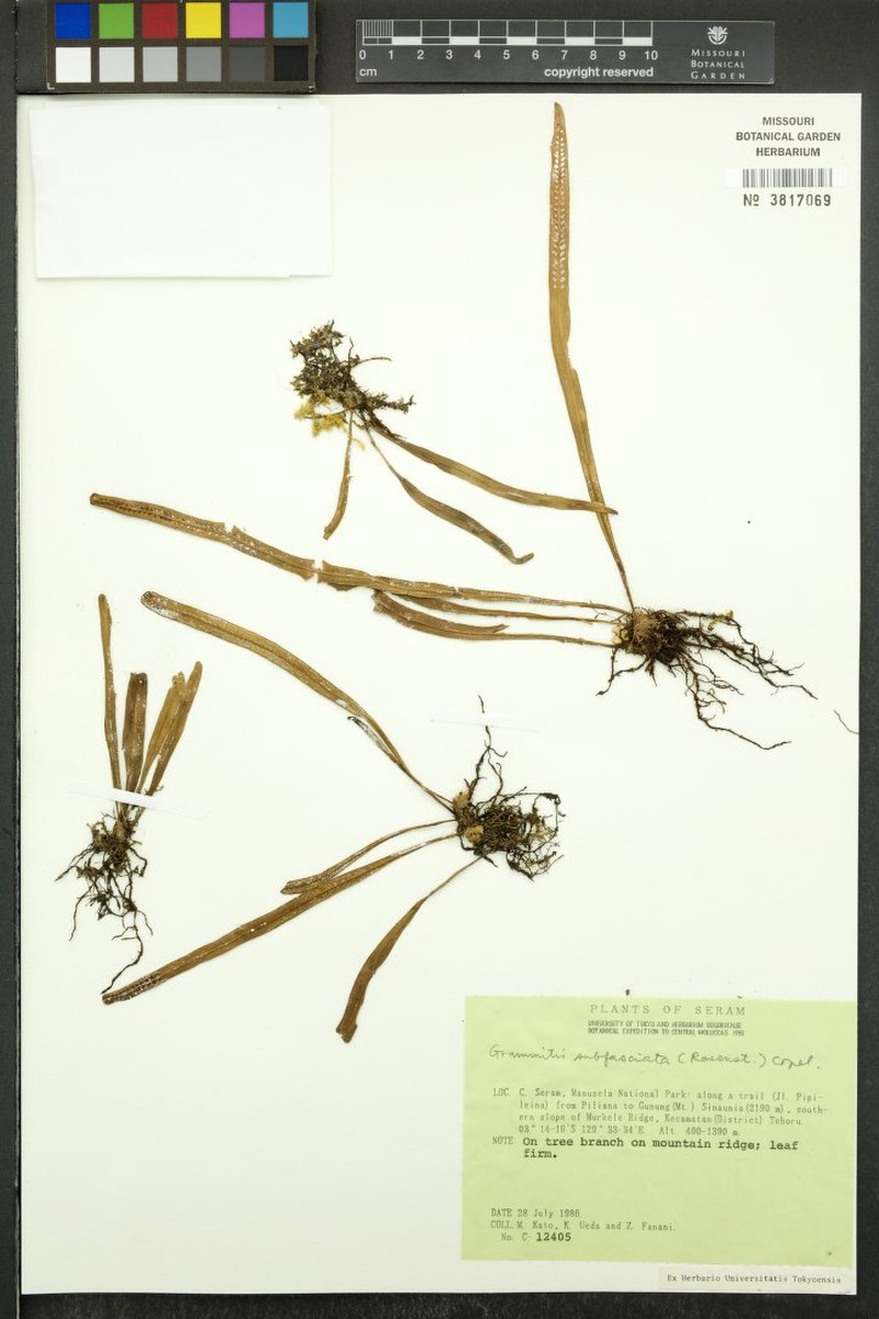 Grammitis subfasciata photo 3