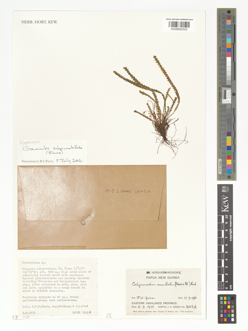 Grammitis subpinnatifida