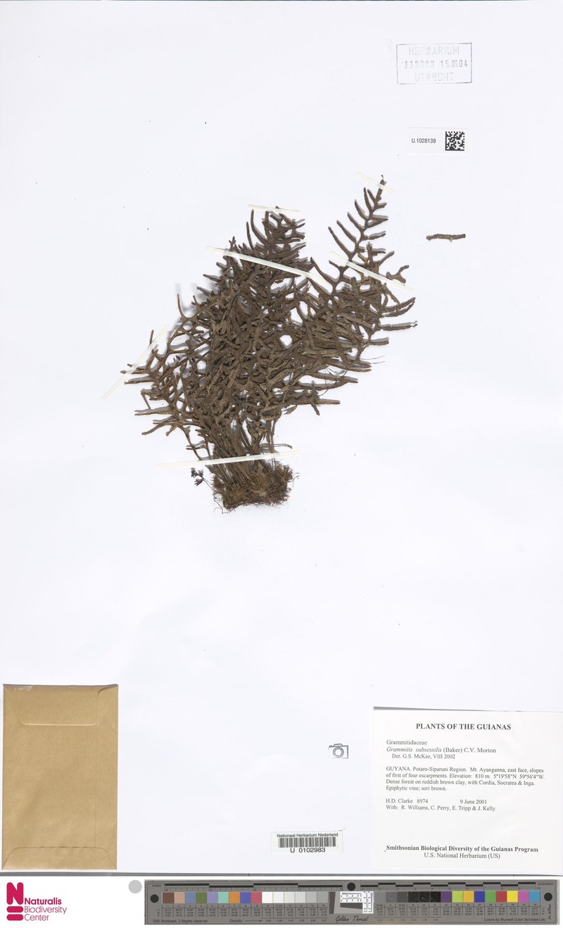 Grammitis subsessilis