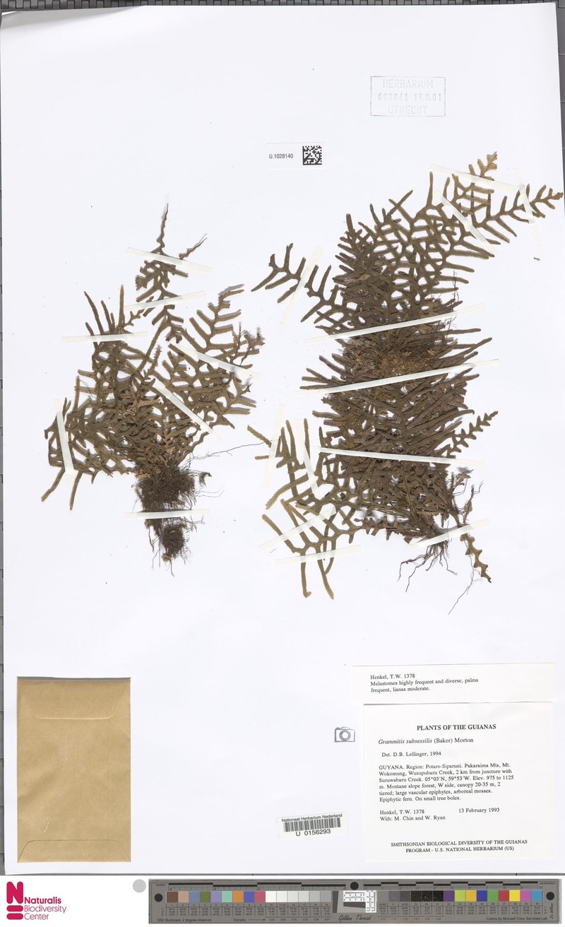 Grammitis subsessilis photo 2