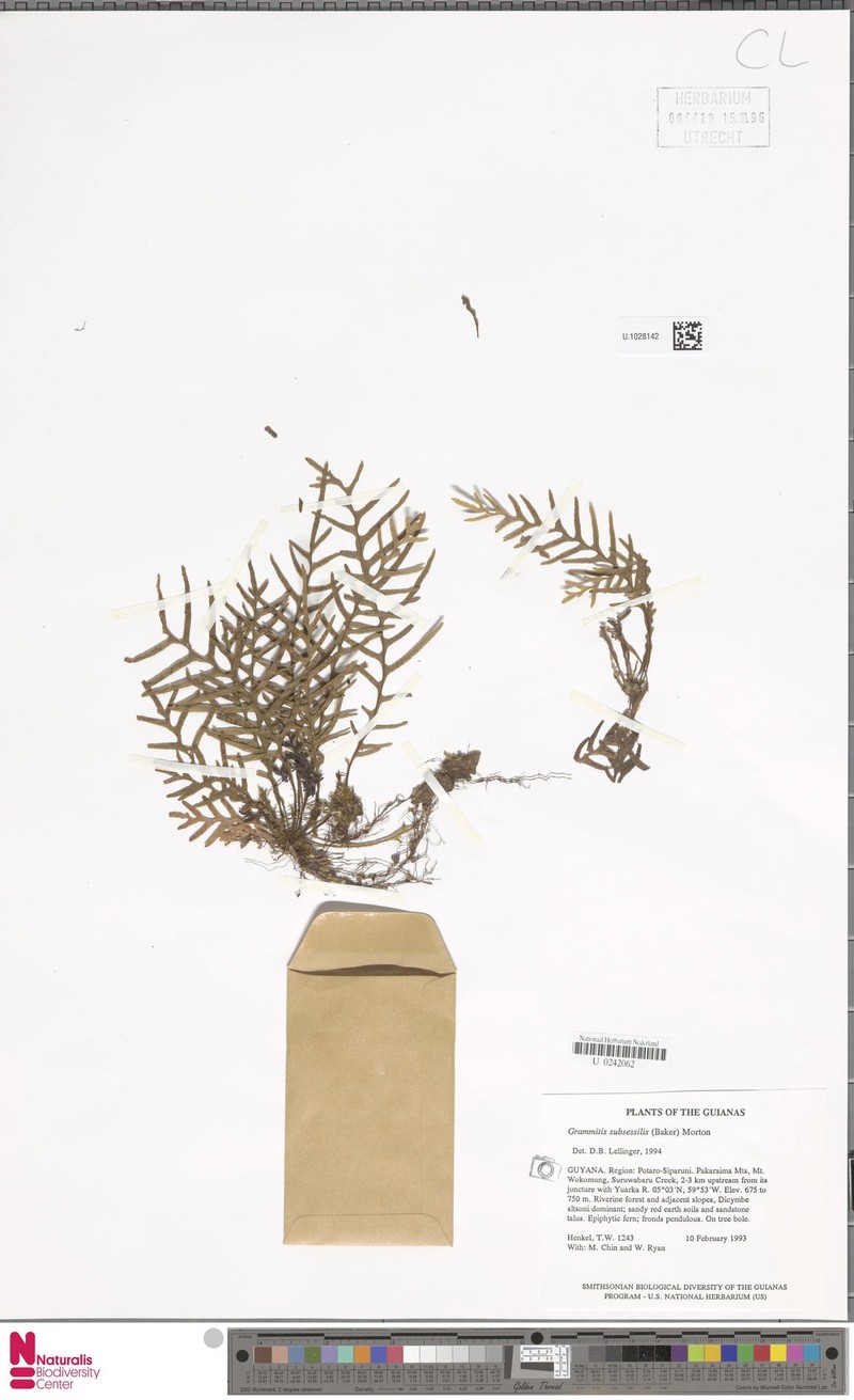 Grammitis subsessilis photo 3