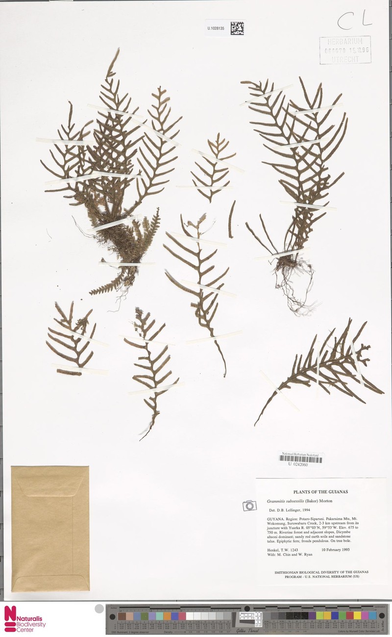 Grammitis subsessilis photo 4