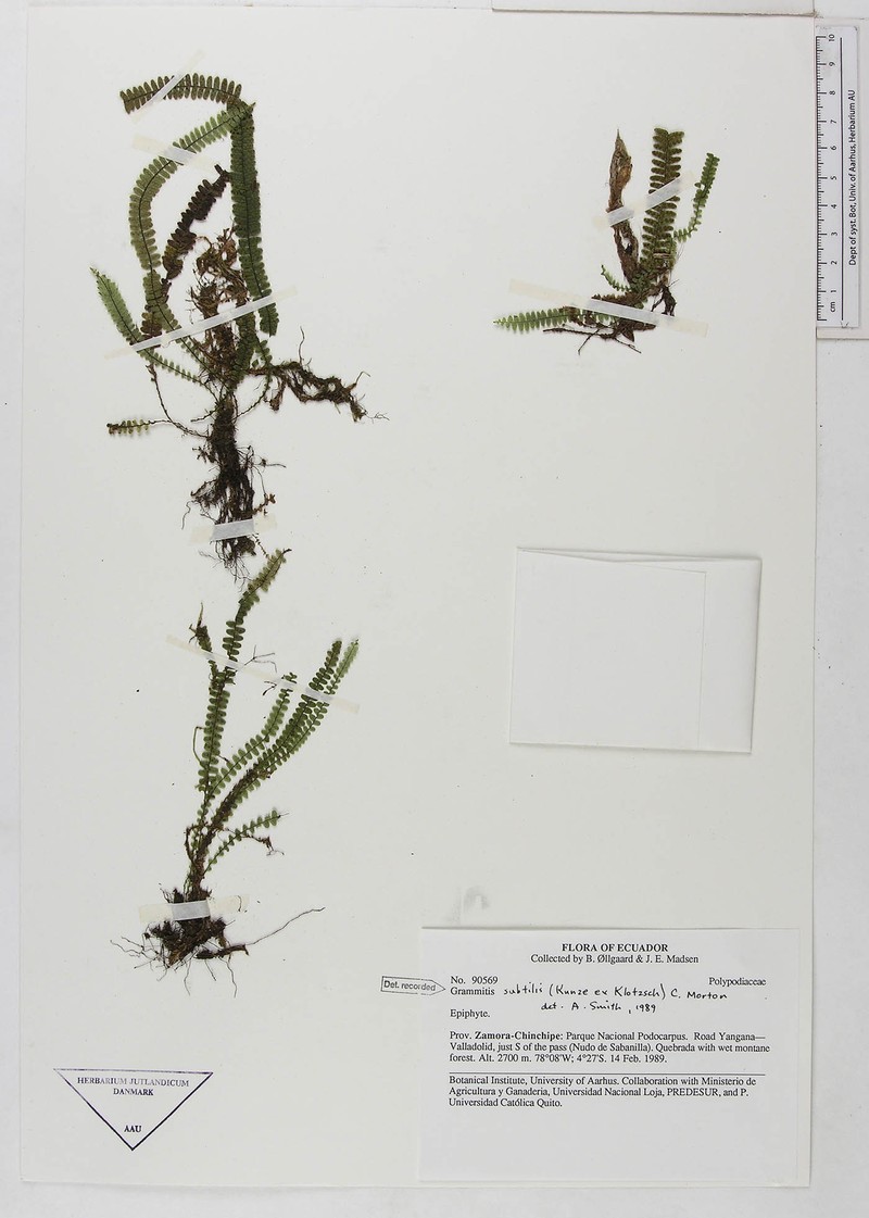 Grammitis subtilis