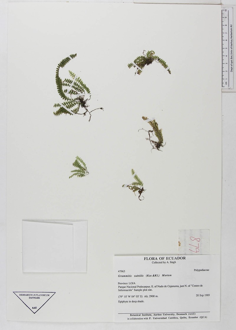 Grammitis subtilis photo 2