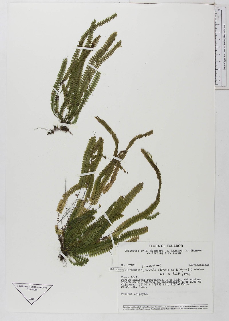 Grammitis subtilis photo 3
