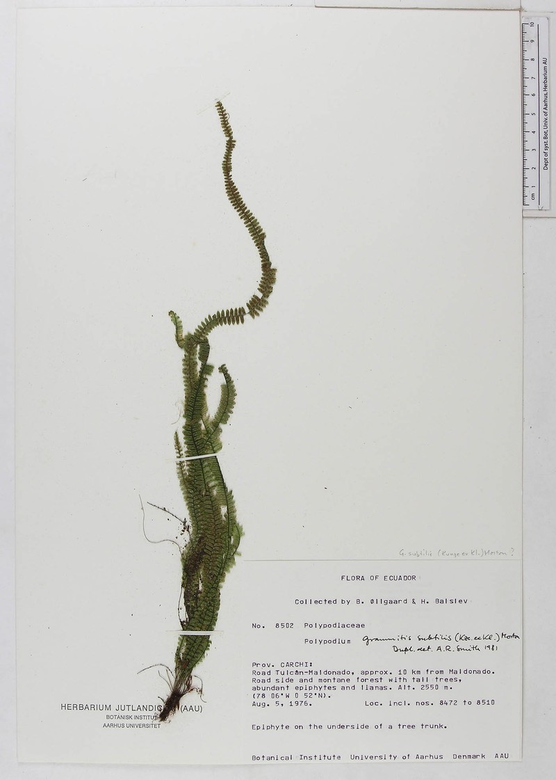 Grammitis subtilis photo 4