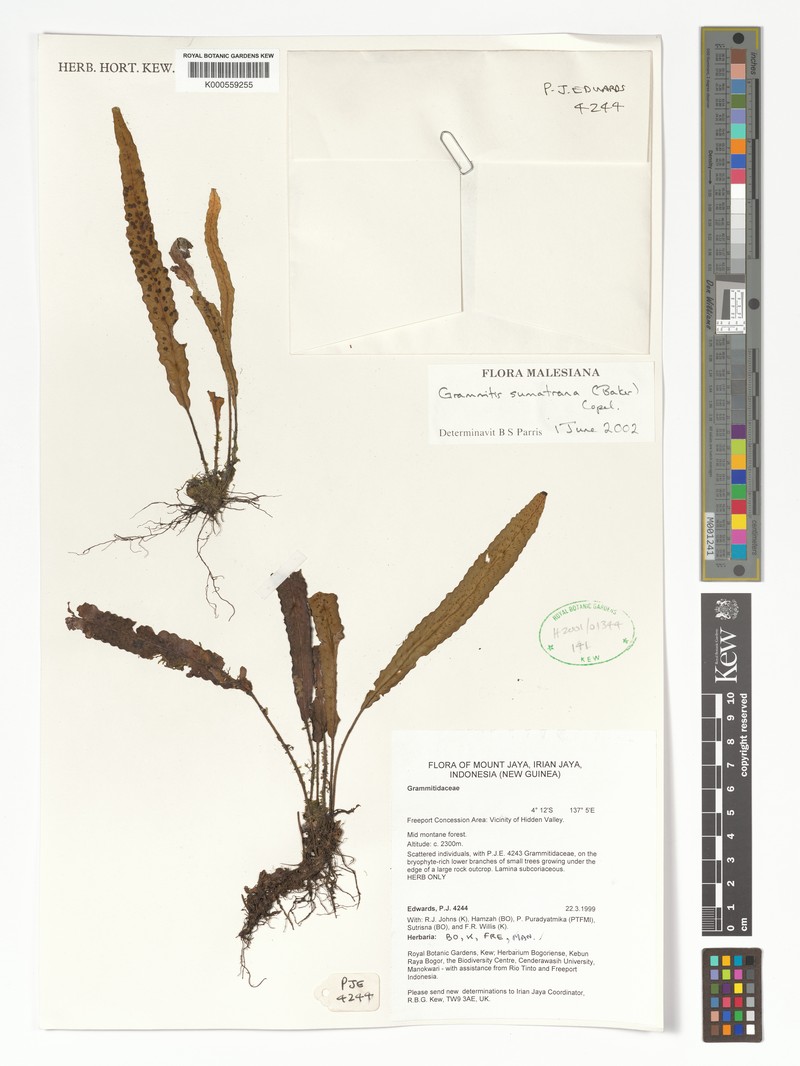 Grammitis sumatrana photo 2