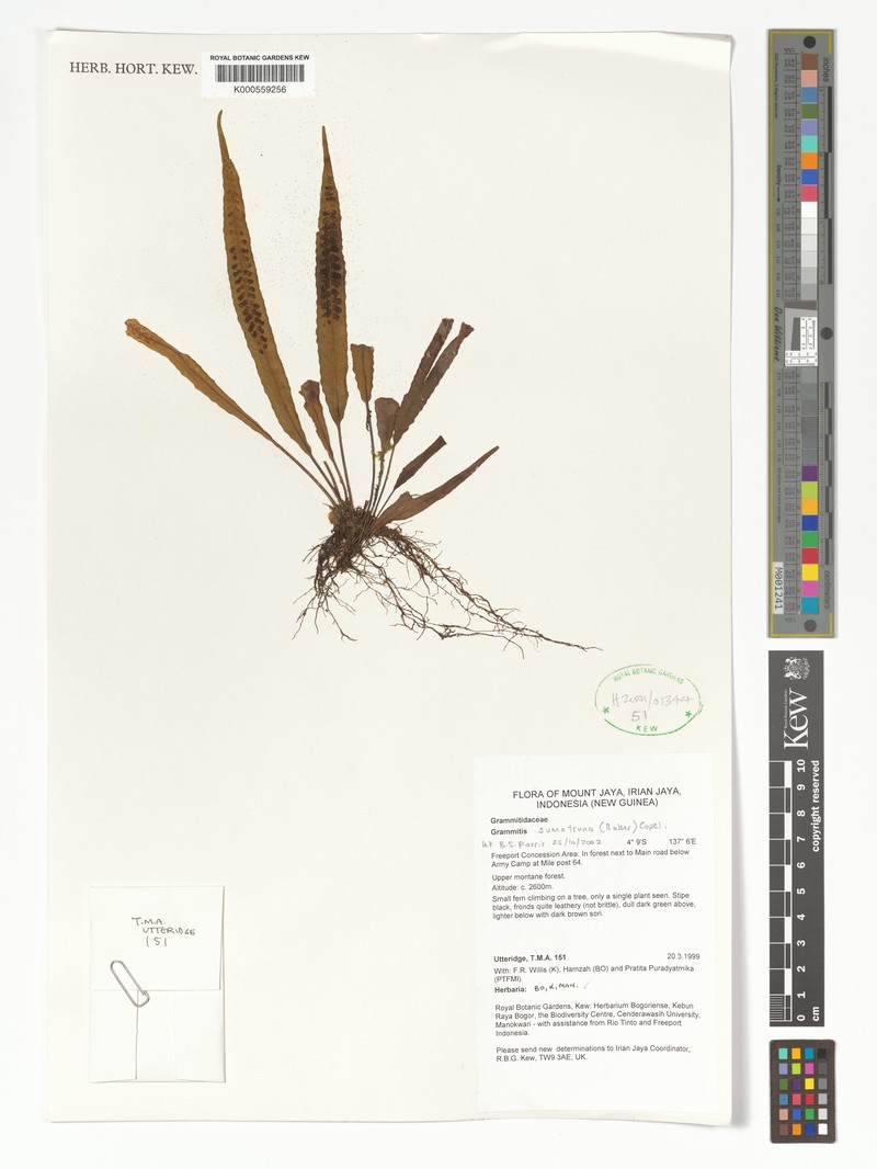 Grammitis sumatrana photo 3
