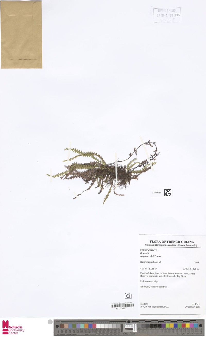 Jamaican Lellingeria
