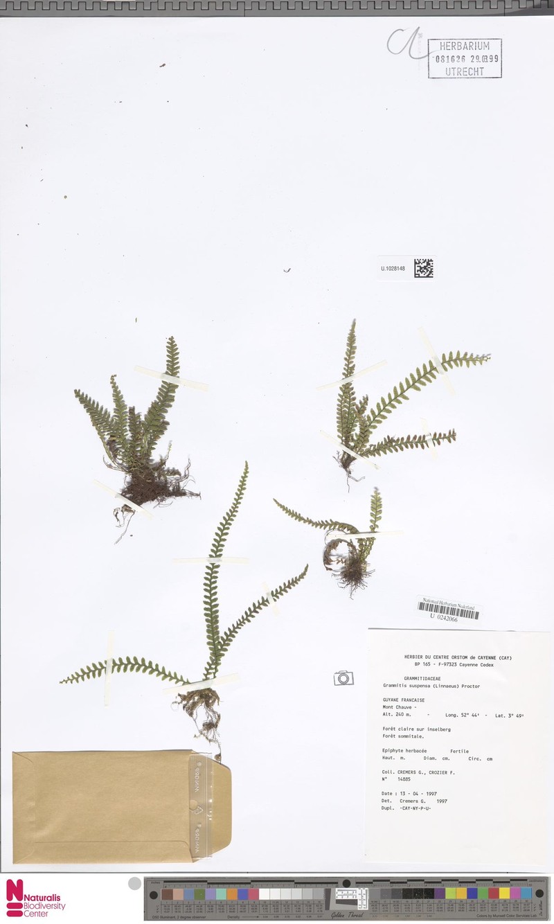 Jamaican Lellingeria photo 3