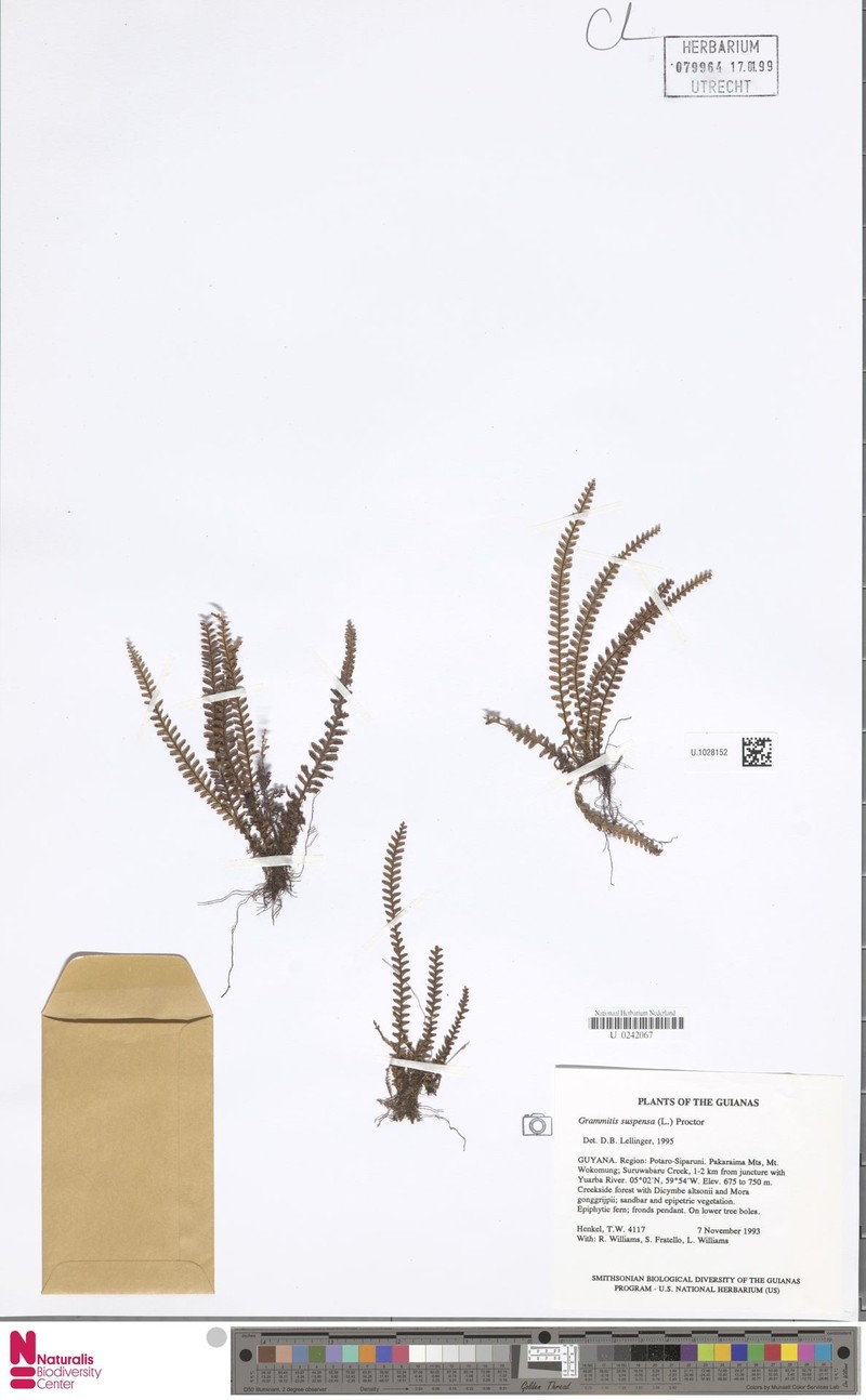Jamaican Lellingeria photo 5