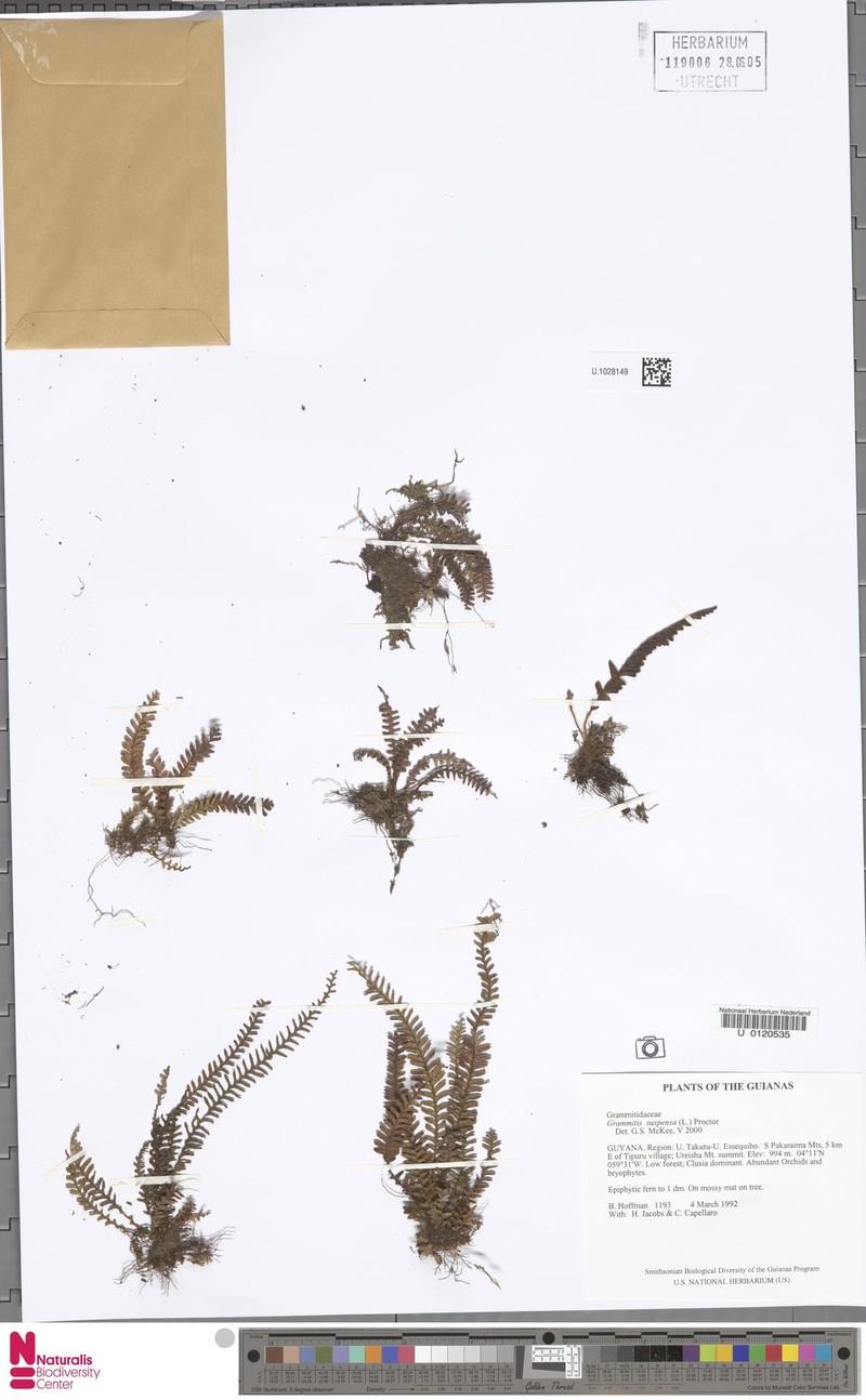 Jamaican Lellingeria photo 6