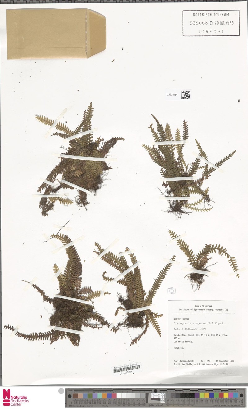 Jamaican Lellingeria photo 7