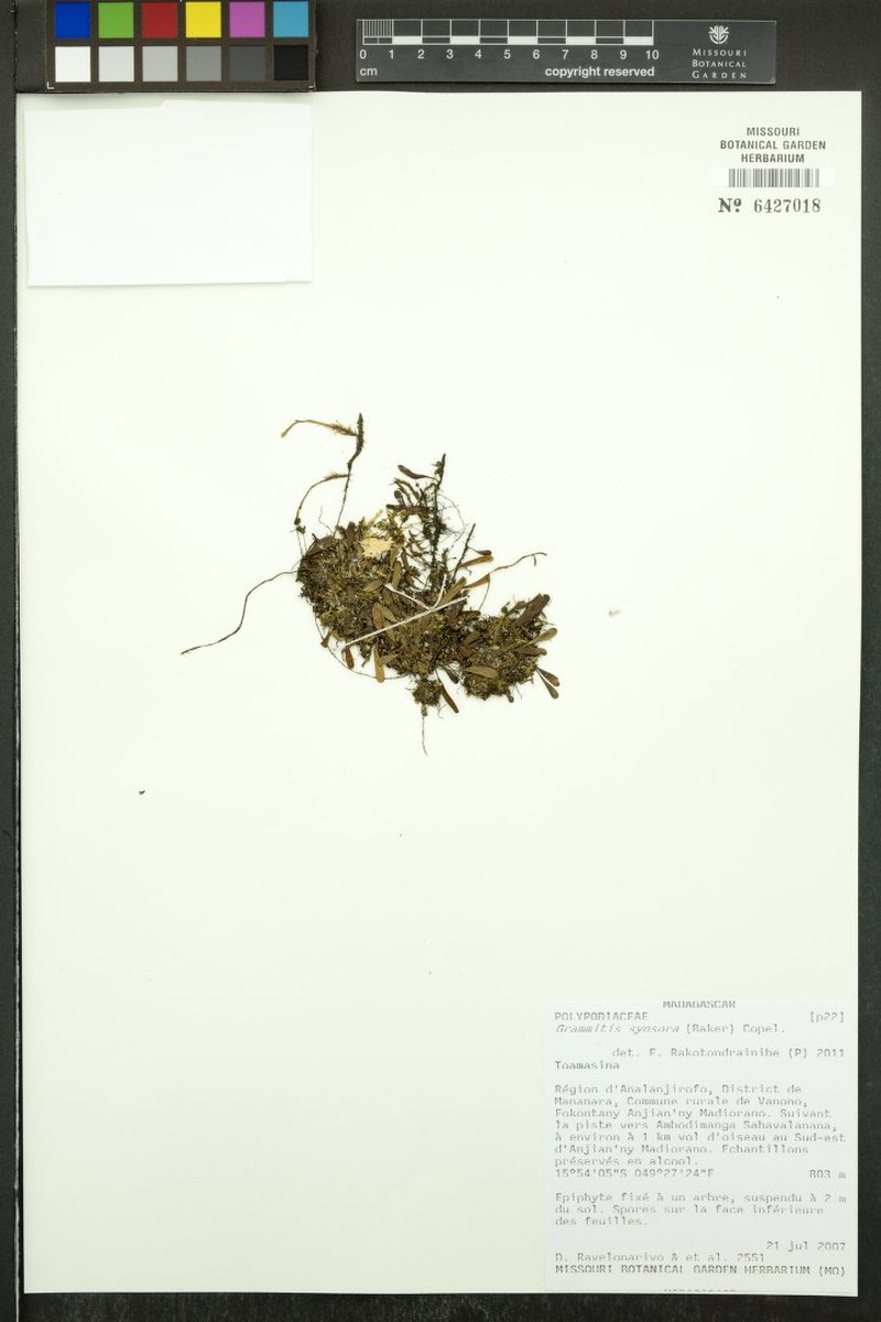 Grammitis synsora