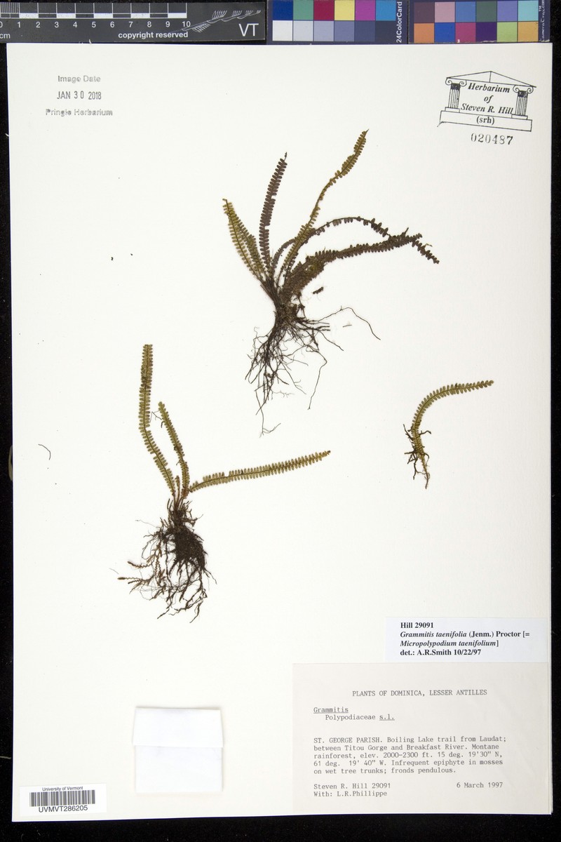 Grammitis taenifolia