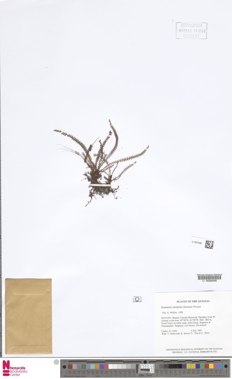 Grammitis taenifolia photo 2
