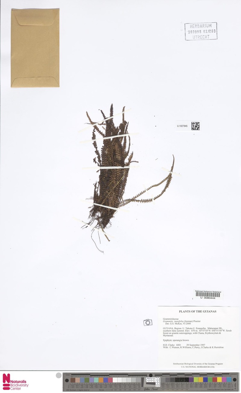 Grammitis taenifolia photo 3