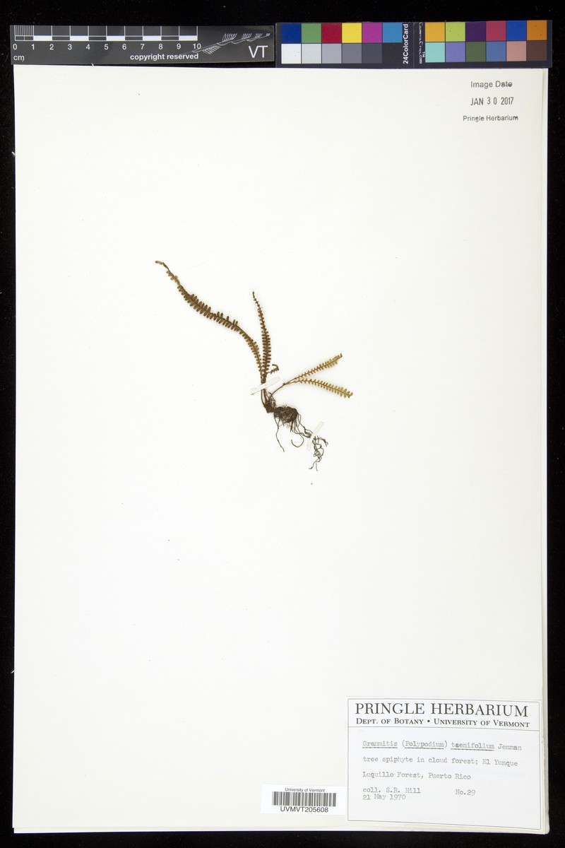 Grammitis taenifolia photo 4