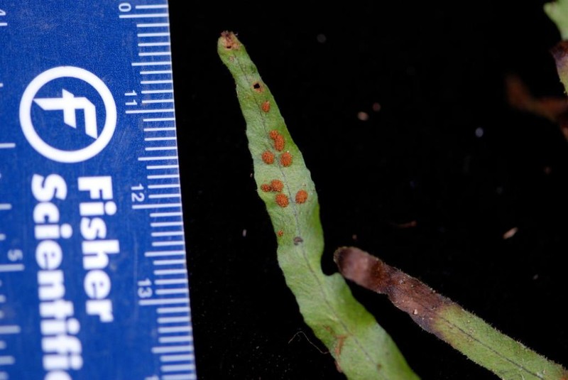 Grammitis tahitensis photo 2