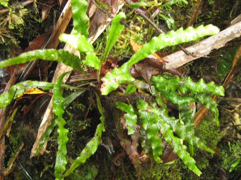 Grammitis tahitensis photo 3