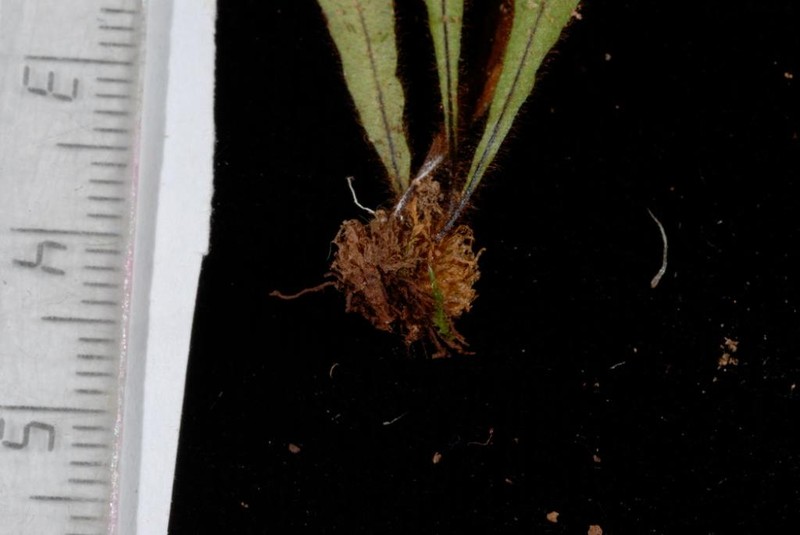 Grammitis tahitensis photo 4