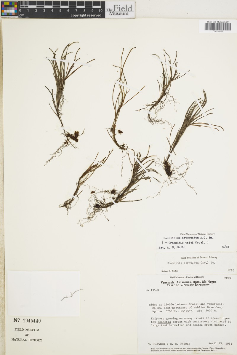 Grammitis tatei