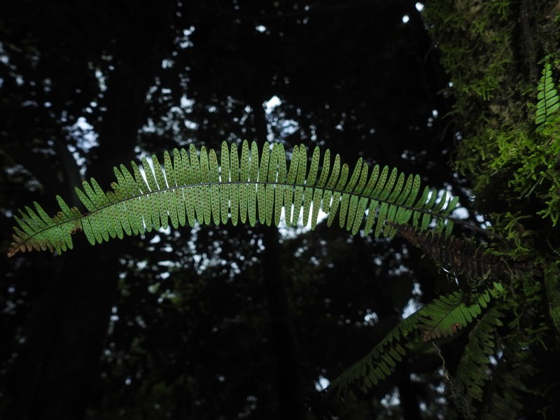 Yewleaf Dwarf Polypody