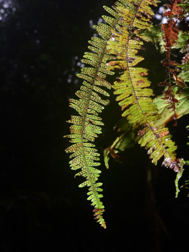 Yewleaf Dwarf Polypody photo 2