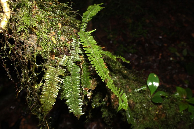 Yewleaf Dwarf Polypody photo 3