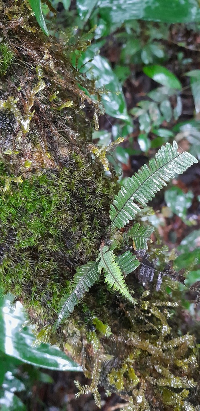 Yewleaf Dwarf Polypody photo 5