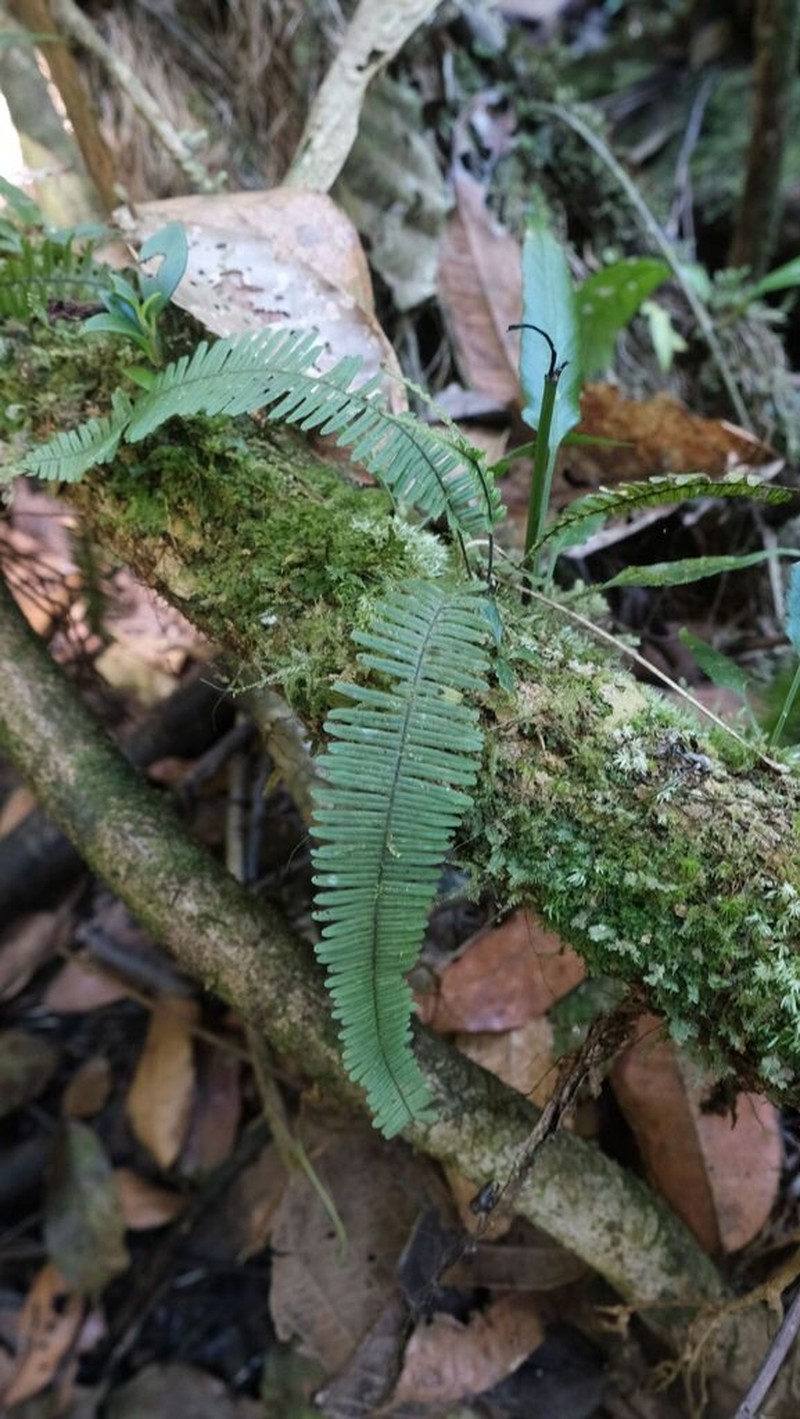 Yewleaf Dwarf Polypody photo 6