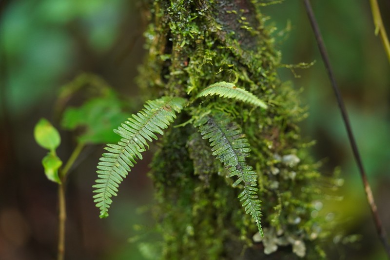 Yewleaf Dwarf Polypody photo 7