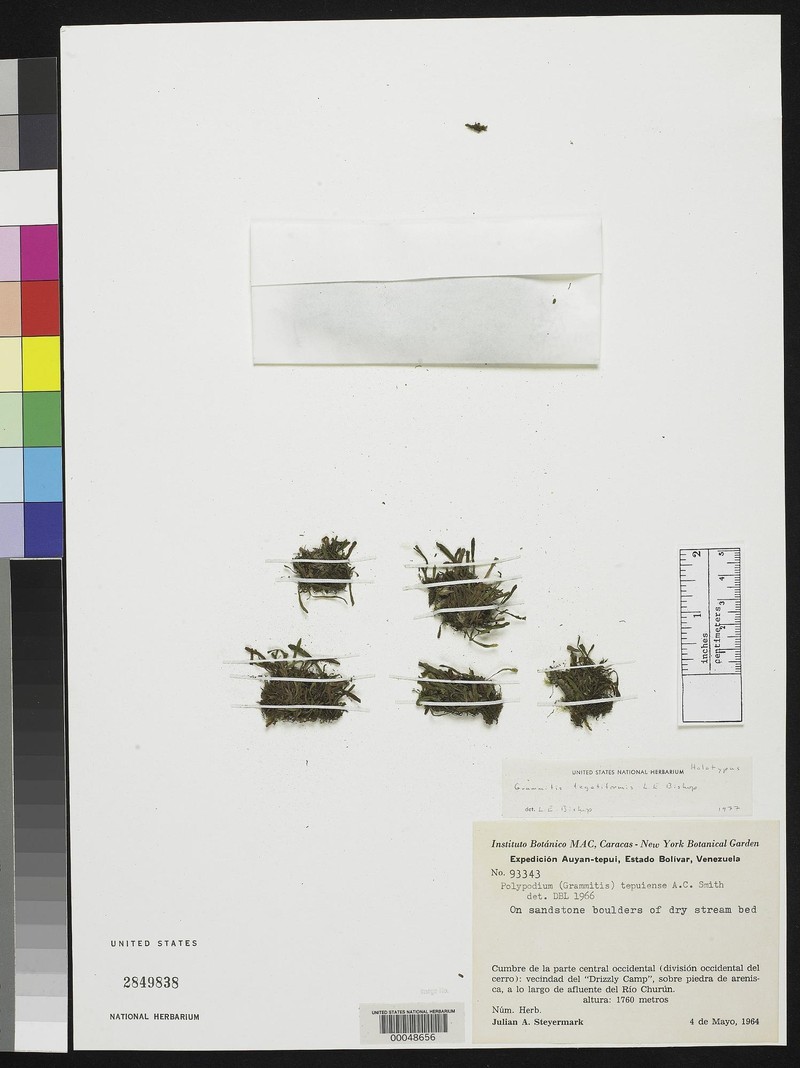 Grammitis tegetiformis