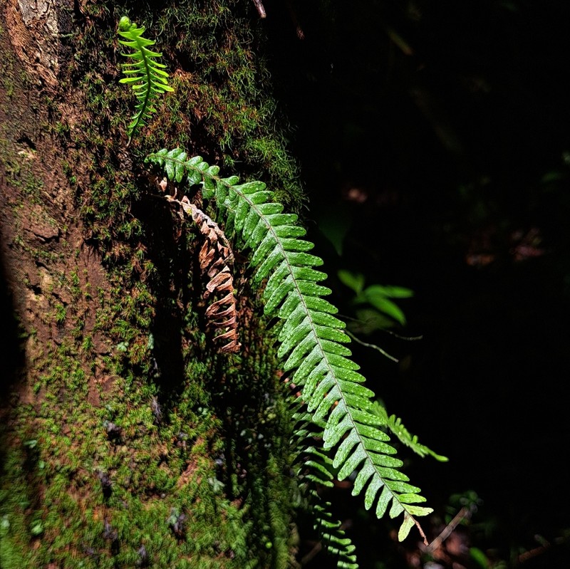 Grammitis tenuicula