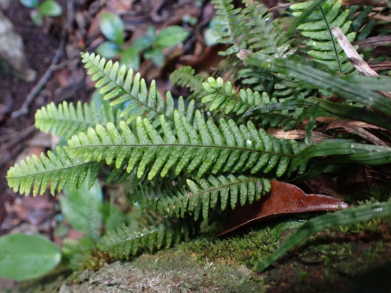 Grammitis tenuicula photo 2