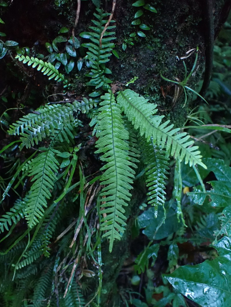 Grammitis tenuicula photo 3