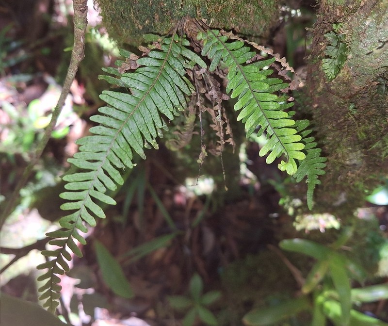 Grammitis tenuicula photo 5