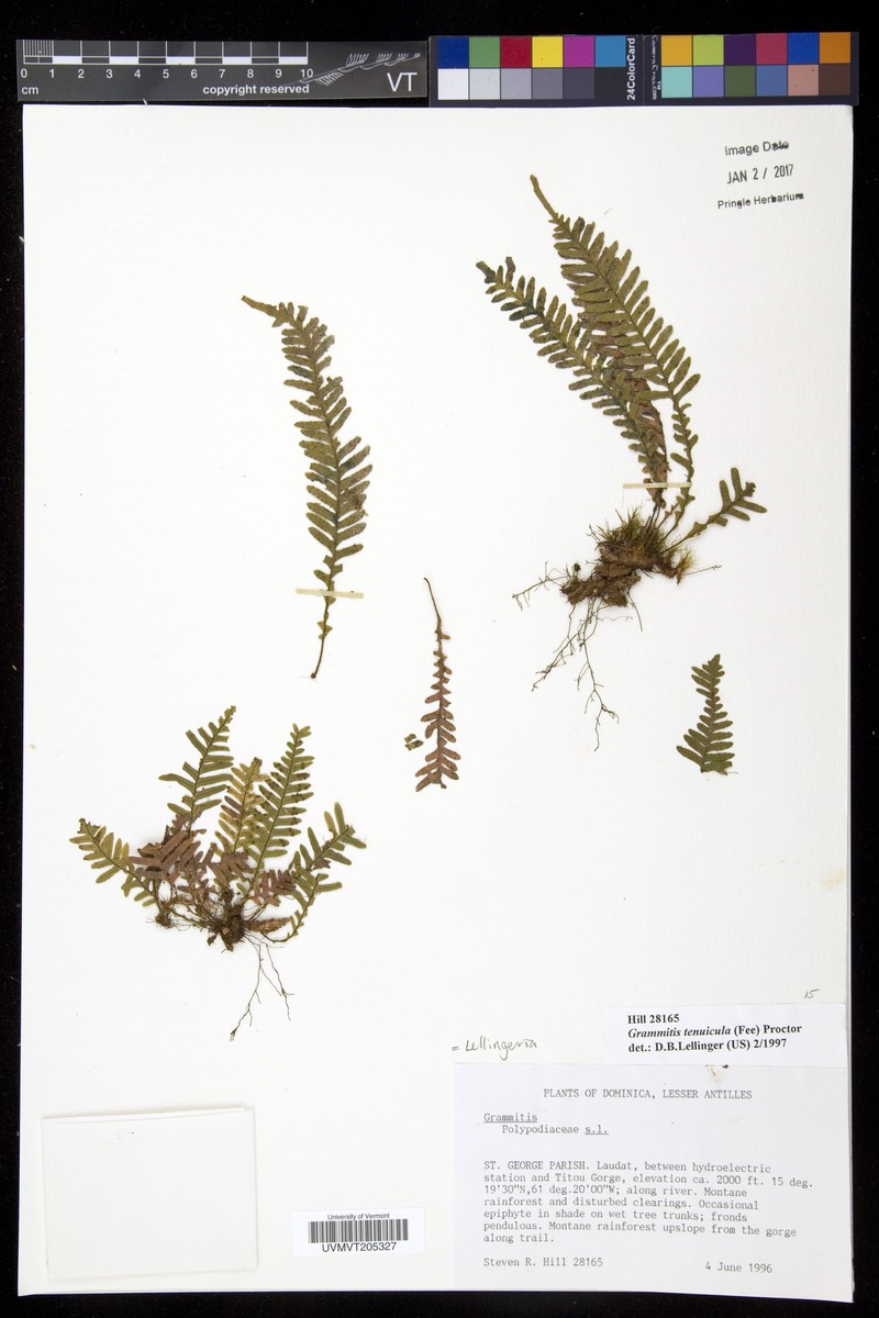 Grammitis tenuicula photo 7