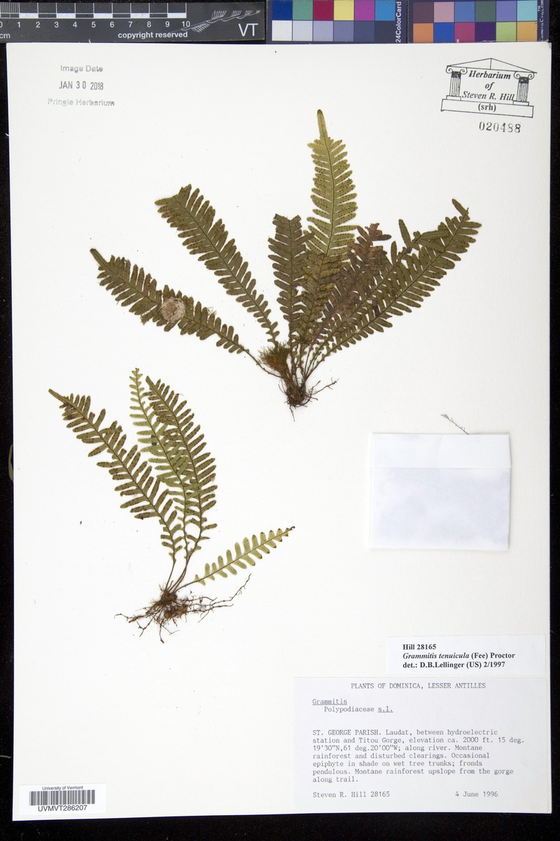 Grammitis tenuicula photo 8