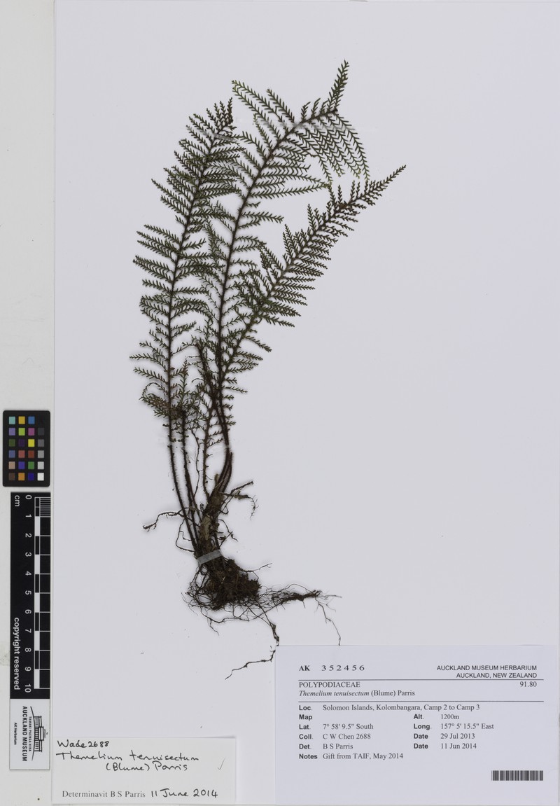 Grammitis tenuisecta