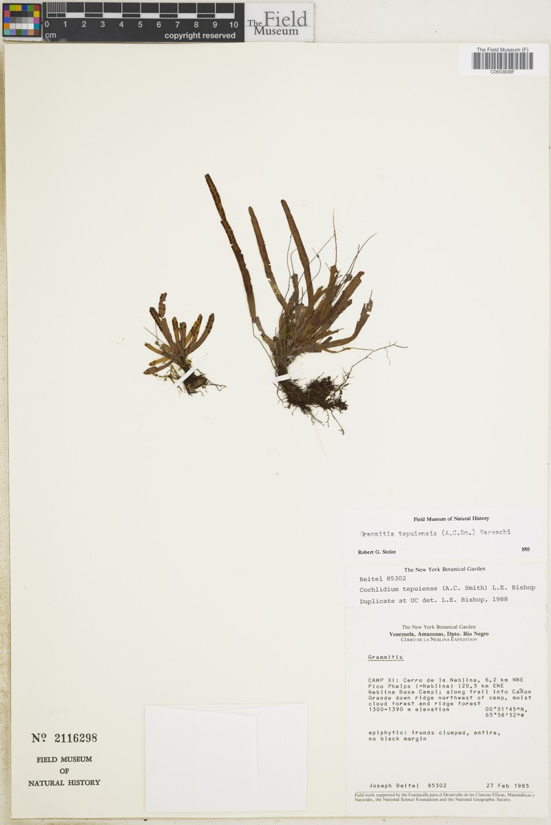 Grammitis tepuiensis