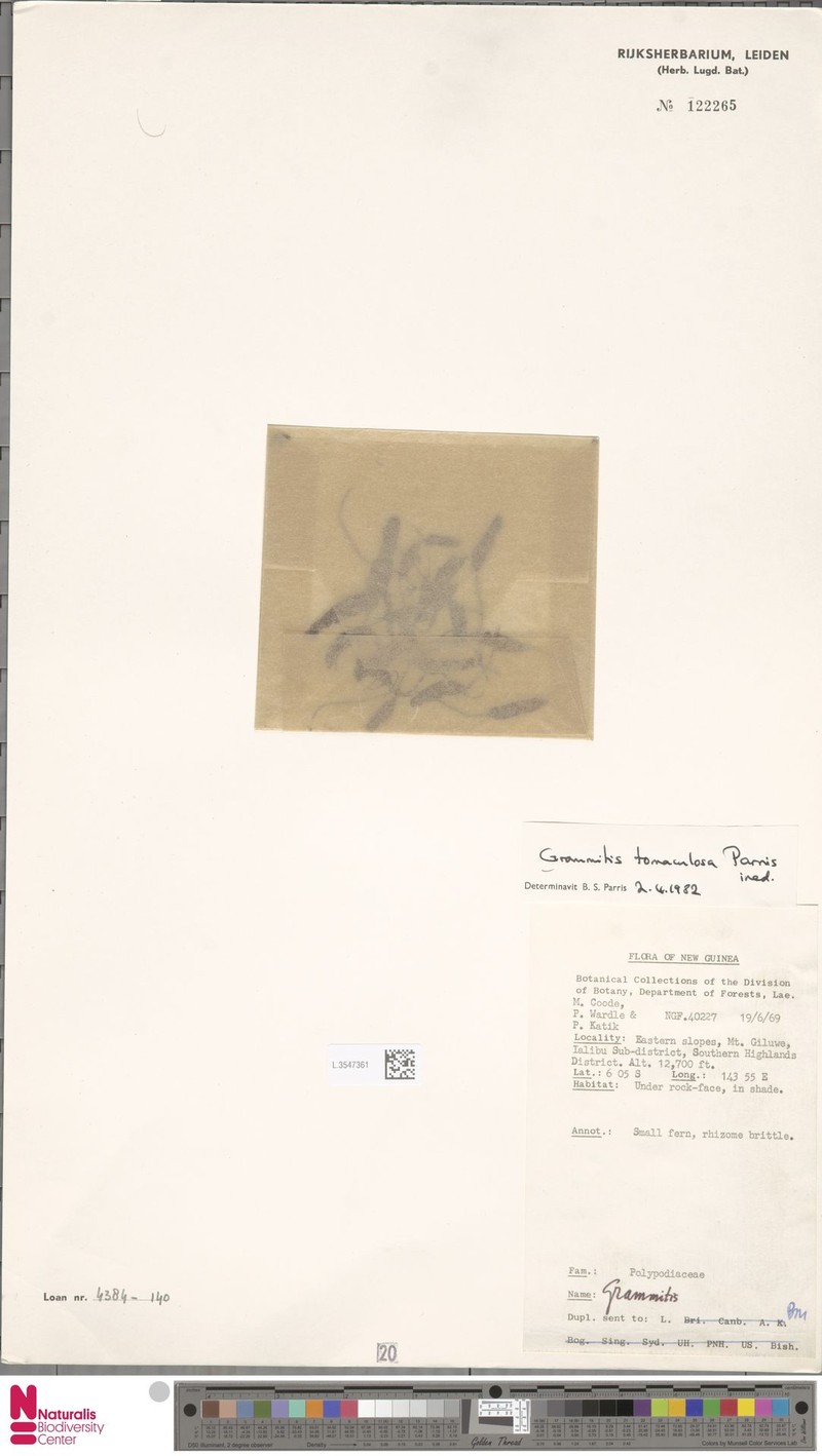 Grammitis tomaculosa
