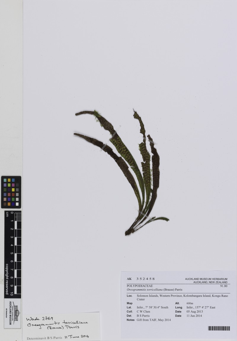 Grammitis torricelliana